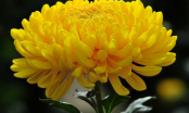 Những loại hoa nào nên chọn cắm bàn Thờ ngày tết để rước lộc vào nhà trong năm mới?