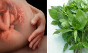 4 loại rau thơm khiến tử cung co bóp và thai nhi đau đớn mẹ không nên ăn