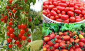 Cách trồng và chăm sóc cà chua bi cho ra quả quanh năm