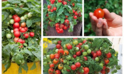 Kĩ thuật trồng cà chua bi cho quả sai trĩu trịt