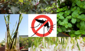 5 loại cây dễ trồng vừa làm gia vị vừa có tác dụng đuổi muỗi xuất sắc