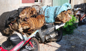 Hà Tĩnh: Triệt phá đường dây bắt trộm hàng nghìn con chó