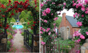 Ngắm những cách trang trí cổng nhà bằng hoa hồng leo tuyệt đẹp nhất