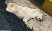 Công nhân đào đường chôn sống chú chó ngủ quên gây phẫn nộ