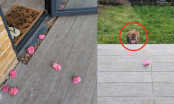 Rụng tim với chú mèo đáng yêu bí mật tặng hoa cho hàng xóm mỗi ngày