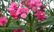 Cẩn thận với 7 loài hoa đẹp nhưng cực kì độc có thể gây hại cho bạn và gia đình
