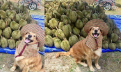 Chú chó nhỏ đội nắng hớn hở bán sầu riêng khiến dân tình thích thú