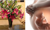 5 loài hoa dễ gây dị tật thai nhi bà bầu cần phải tránh xa