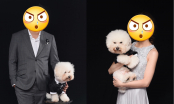 Phát cuồng với biểu cảm hờn cả thế giới của chú chó poodle theo sen đi chụp ảnh cưới