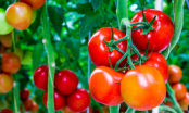 Điều bất ngờ gì sẽ xảy ra nếu bạn vứt vài lát cà chua vào trong chậu đất?