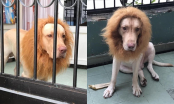 Chú chó cosplay sư tử khiến khách đến chơi nhà sợ xanh mặt