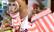 Phát sốt với chú khỉ quý tộc đeo vàng từ đầu đến chân, chỉ thích ăn nho Mỹ