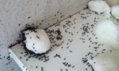 Mách bạn bí kíp cực đơn giản để trong nhà không có con kiến nào mà chẳng cần tới thuốc diệt