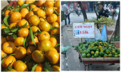 7 loại quả Trung Quốc ĐỘI LỐT quả sạch được nhập về nhiều vô số kể, thèm đến mấy cũng đừng dại mua về