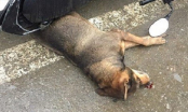 Chó điên xông vào trung tâm thương mại cắn bị thương hàng chục người