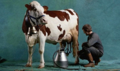 Người bán sữa bò vừa đi vừa rao: “1 chai 3 đồng, 3 chai 10 đồng” và kết quả thật bất ngờ