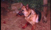 Cái ch.ết oan trái của chú chó miệng đầy máu và nỗi ân hận day dứt cả đời của người chủ