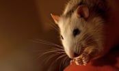 Làm giàu từ 1 con chuột chết: Bài học thấm thía ai cũng cần nếu muốn giàu nhanh và bền vững