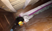Hốt hoảng tưởng con gái nhỏ bị bắt cóc, mẹ trẻ tìm kiếm thì phát hiện con đang làm điều này dưới gầm giường