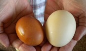 Chỉ tận nơi loại trứng mà người bán KHÔNG DÁM ăn nhưng vẫn âm thầm tiêu thụ cho khách để thu lời gấp 5