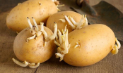 5 sai lầm ăn khoai tây khiến CẢ NHÀ NGỘ ĐỘC nhập viện trong tích tắc bỏ ngay đi còn kịp