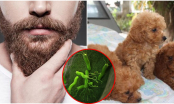 Khoa học đã chứng minh: Râu đàn ông chứa nhiều vi khuẩn hơn cả lông thú, dễ lan truyền căn bệnh nguy hiểm