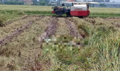 Đi gặt, người dân bàng hoàng phát hiện thi thể nam giới đang phân hủy trong ruộng lúa