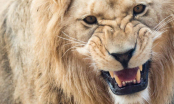 Chuyện sư tử mất mạng vì 1 vết thương: Cách bắt bệnh của sư tử già khiến tất cả thán phục