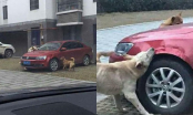 Vô tình đá chú chó để lấy chỗ đỗ xe, một lúc sau người đàn ông gặp cảnh tượng đáng sợ