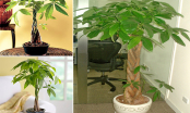 Đặt 4 loại cây này trong nhà, giúp gia chủ tăng cường lộc khí, giao đạo luôn vui vẻ, an vui