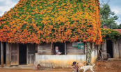 Xuất hiện ngôi nhà gỗ phủ kín hoa ở Lâm Đồng khiến ai cũng muốn đến sống ảo một lần