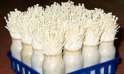 Cách tự trồng nấm kim châm tại nhà siêu đơn giản, sau 2 tuần là thu hoạch mỏi tay