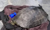Người đàn ông bất chấp câu trộm cá thể rùa nặng 15kg ở hồ Gươm