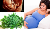 Những loại rau cực bổ nhưng độc hại cho thai nhi, mẹ bầu chớ dại động đũa