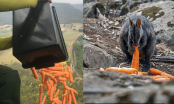 Mưa cà rốt và khoai lang cứu đói động vật bị cháy rừng ở Úc