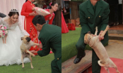 Bị lôi xuống khi nhảy lên sân khấu chụp ảnh cưới với cô chủ, chú chó có biểu cảm gây chú ý