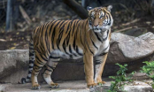 Phát hiện con hổ đầu tiên trên thế giới nhiễm Covid-19 trong sở thú