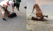 Chó Pitbull hung dữ cắn ch.ết dê giữa đường khiến ai cũng hoảng sợ
