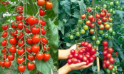 Bí quyết trồng cà chua trên sân thượng nhanh được thu hoạch, ăn cả năm khong hết quả