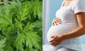 Lương y hướng dẫn mẹ bầu ăn rau ngải cứu đúng cách, an thai, con tăng cân mạnh