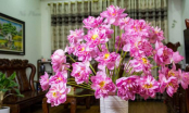 5 loại hoa đẹp bày trong phòng khách giúp hút tài lộc, rước thêm tiền của vào nhà