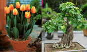 5 loại cây phá phong thủy, tuyệt đối không được trồng trong nhà
