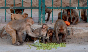 Đàn khỉ tấn công nhân viên y tế, cướp mẫu máu xét nghiệm Covid-19