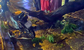 TP.HCM: Cây xanh gãy nhánh đè một người qua đường thiệt mạng