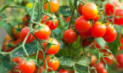 Lướt nhìn cà chua 3 giây biết ngay quả nào chín tự nhiên, quả nào chín ép bằng hóa chất