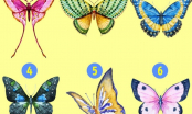 Trắc nghiệm vui: Chọn 1 cánh bướm thu hút nhất, tính cách nổi trội nhất của bạn sẽ được bật mí ngay