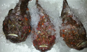 Loại cá xù xì, chứa nọc độc nguy hiểm lại là thực phẩm hút khách, chi tiền triệu để thưởng thức