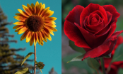 Trắc nghiệm: Chọn bông hoa yêu thích nhất và khám phá tính cách tiềm ẩn của bạn