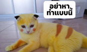 Hé lộ sự thật về chú mèo cưng lông vàng như Pikachu từng gây sốt trên cộng đồng mạng