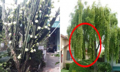 5 loại cây dẫn dụ âm khí, thích tới mấy cũng không trồng gần nhà kẻo gia chủ gặp họa sát thân